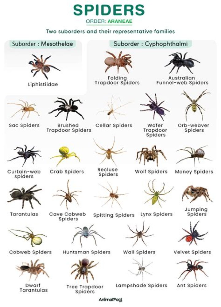 What Spiders Are There In Dubai